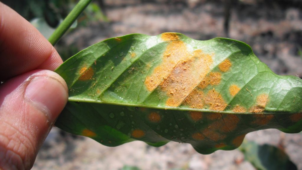 Daun kopi yang terkena serangan penyakit karat daun.