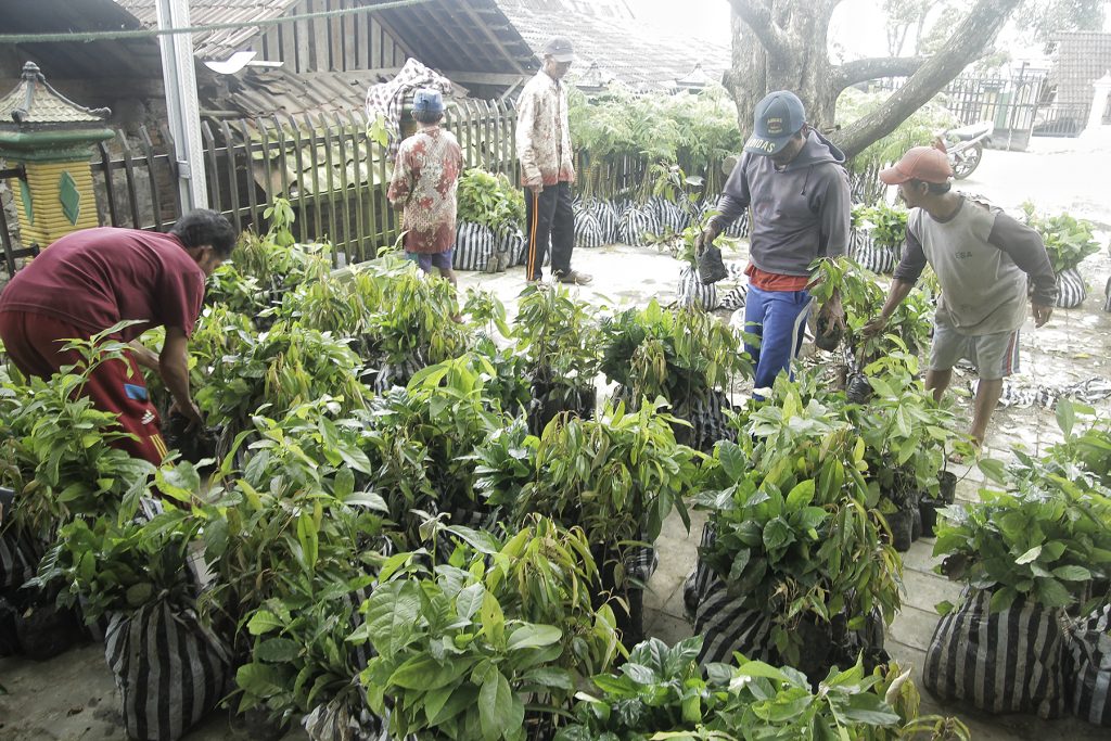 Bibit kopi arabika untuk Desa Bubakan.