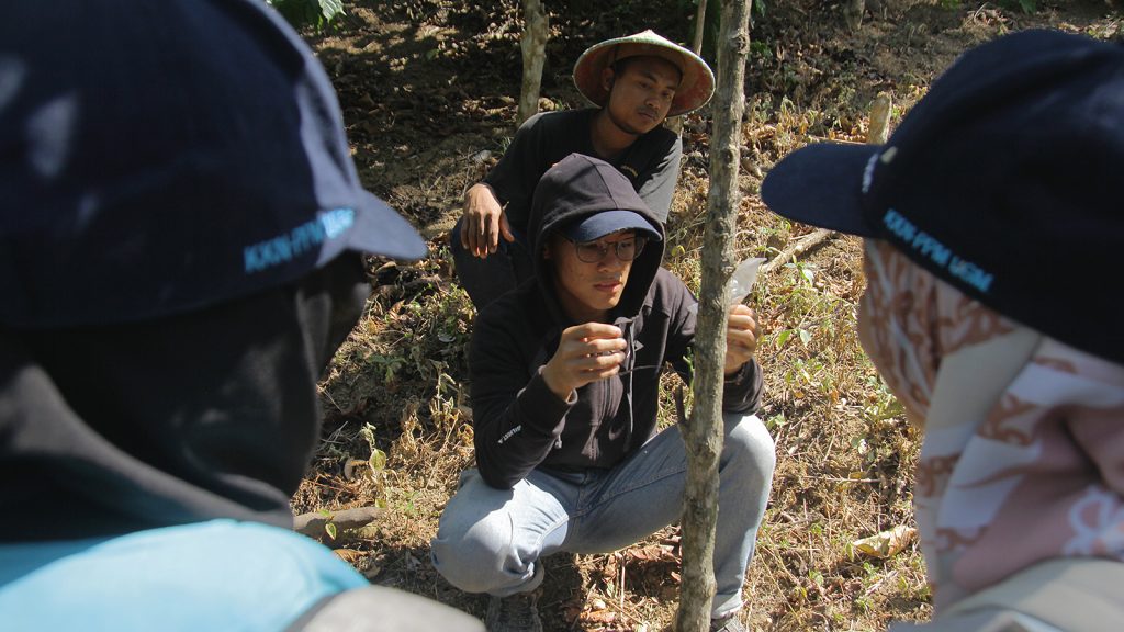 Mahasiswa mencoba teknik sambung batang kopi robusta.