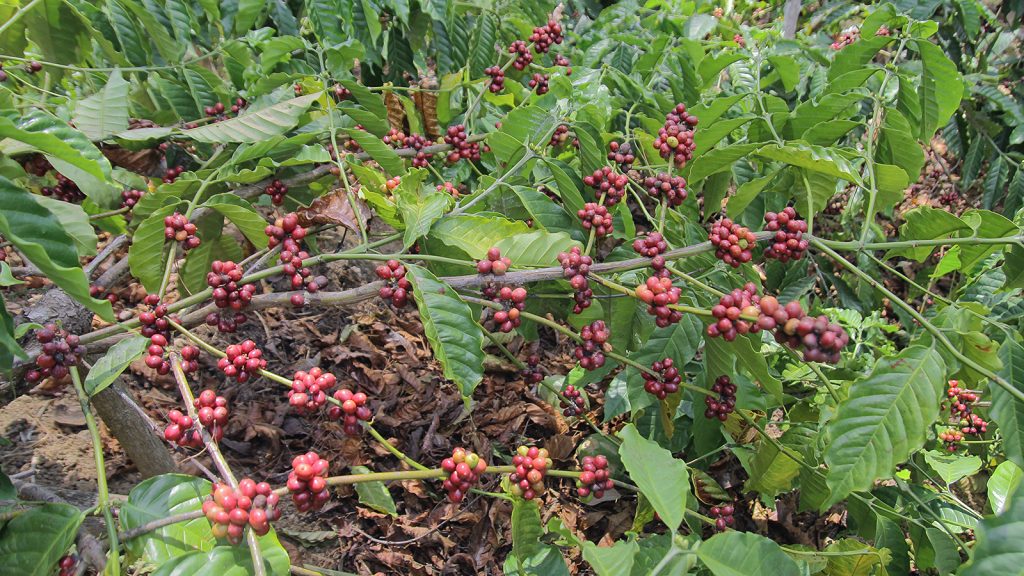 Pohon kopi robusta dengan buah yang lebat dan telah merah matang.