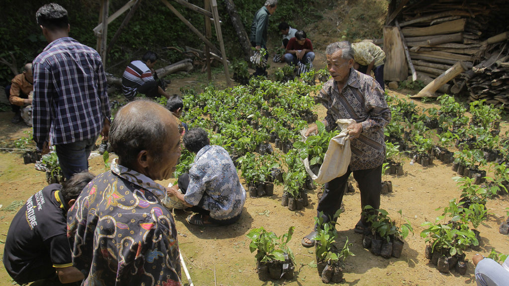 Pembagian bibit pohon kopi untuk 130 petani di Dusun Ngroto