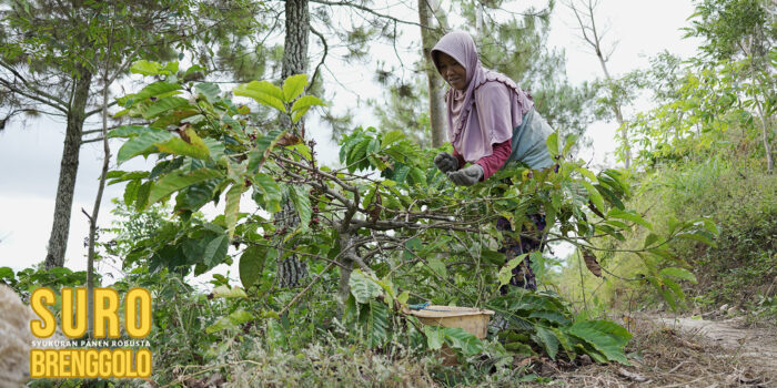 Seorang Petani Memanen Robusta Brenggolo