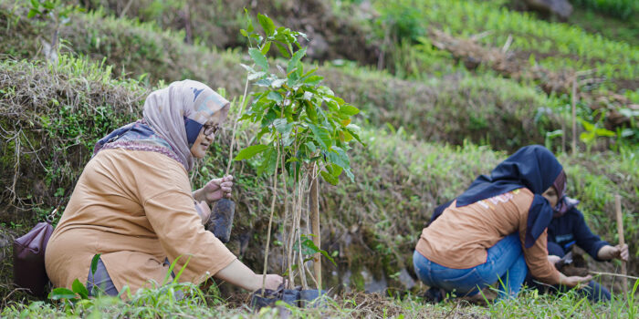 Ibu Nuri Menanam Bibit Kopi Arabica Di Bubakan Dalam Acara Wonogiri Nandur Kopi VI.